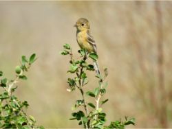 Buff-breasted Flycatcher